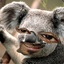 Snoop Koala