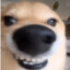 ˙ᵕ˙