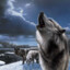 Howling Wolf