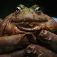 Vander avatar