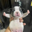 Pibble