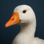 apogoose