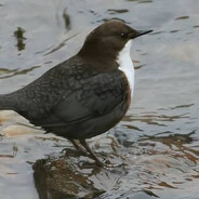 И.C.Тургенев