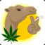 Cannabis Camel