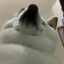 中國老哥
