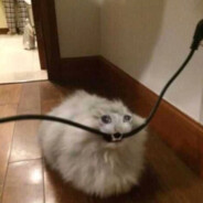 Prezentacja, BojufkaRP