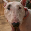 Bull Terrier Dad
