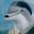 Adolphin