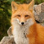 RedFox