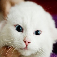 上班星QWQ