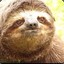 Noob Sloth