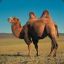 Camel