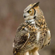 七枪六马五分钟四把三个人倒俩光速下一把