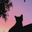GL EL GATO