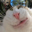 Morti