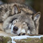 awoo