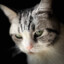 brutalcat