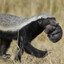 Honey Badger