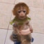 mini Monkey