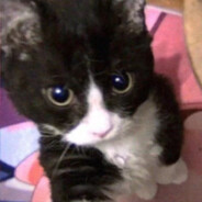 小圆要努力变强