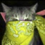 cat3