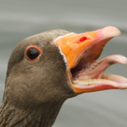 Goosehonk!