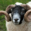 Ram