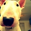 bullterrier
