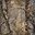 reaLTree