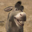 Donkey