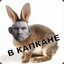 Пожилой_Крол