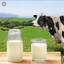 milk