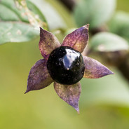 Belladonna