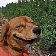 Ganja Dog