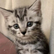 贷款两百起电枪