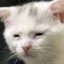 pixel_toxin
