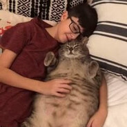 犬、猫、はい