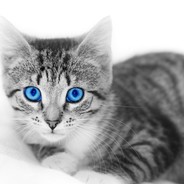 but it walks klakier