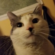 Bagel