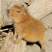 capybara