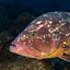 Dusky Grouper