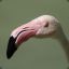 An innocent flamingo