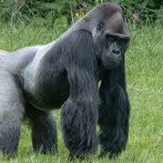 nurgo - steam id 76561199153374370