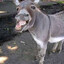 Donkey