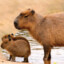 kutas kapibary