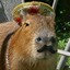 Miguel Capybara