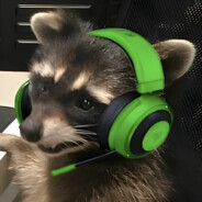 that_dam_raccoon