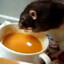 Soup Rat