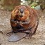 A Damp Beaver