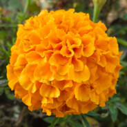 队友打人我添包